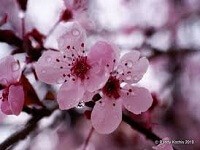 Terapi Hasad  (Dengki)